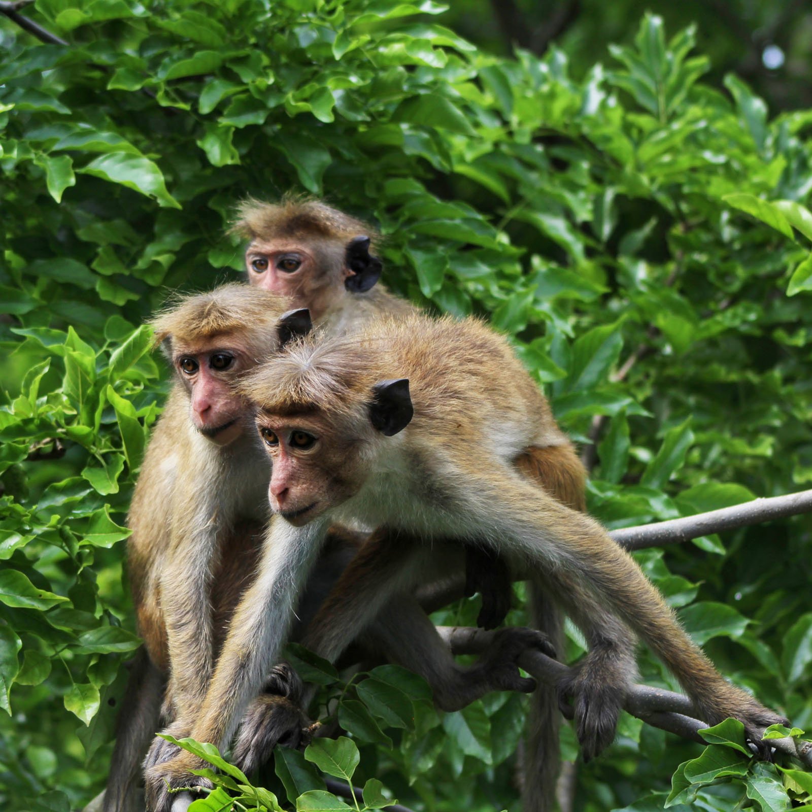 Toque macaques - Sri Lanka