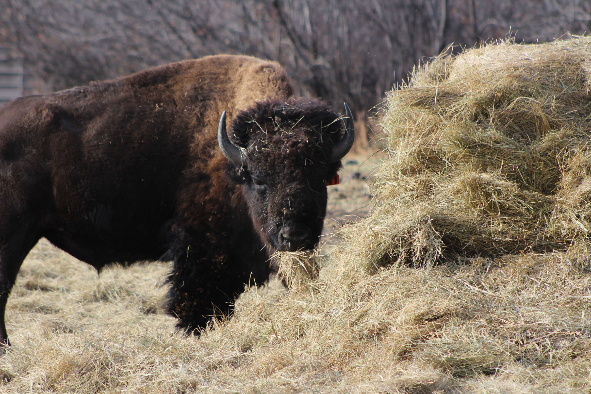 Bison - Saskatchewan 